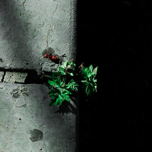 大香焦在线视频观看
